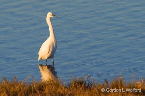 Egret In Golden Light_27599.jpg - Snowy Egret (Egretta thula) photographed near Port Lavaca, Texas, USA.